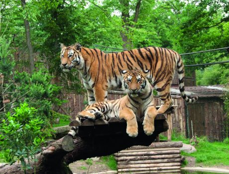 CHENONCEAUX & LE ZOO DE BEAUVAL – Du Samedi 16 au Dimanche 17 Mai 2026 (2 jours)