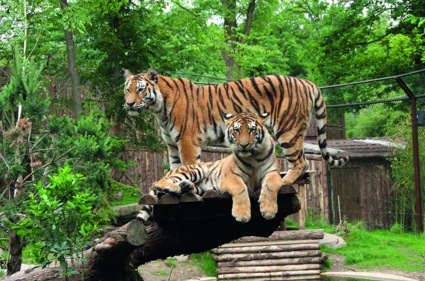 CHENONCEAUX & LE ZOO DE BEAUVAL – Du Samedi 16 au Dimanche 17 Mai 2026 (2 jours)