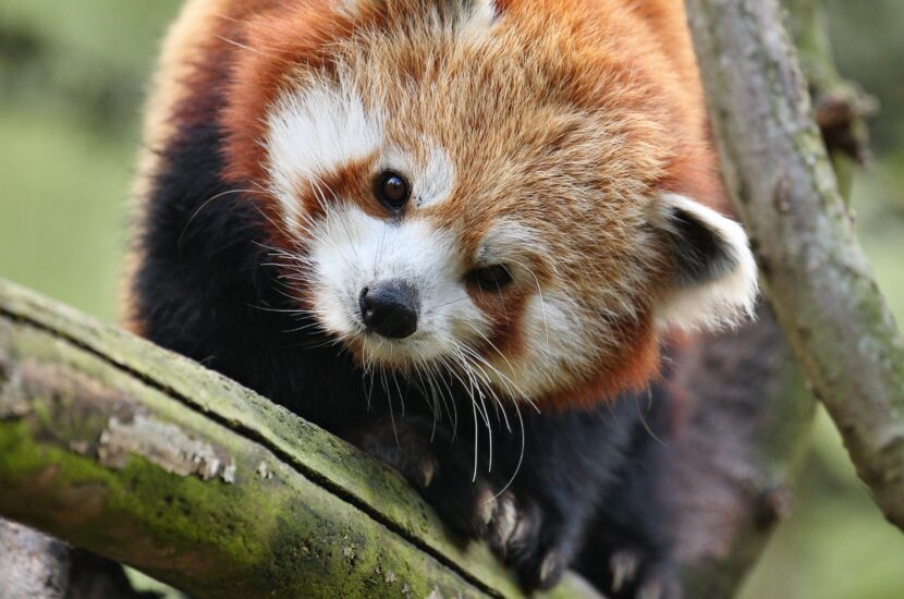 Parc Zoologique : Pairi Daiza à Brugelette – Belgique – Samedi 28 Juin 2025