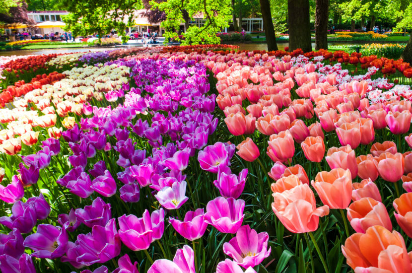 Le merveilleux parc de Keukenhof à Lisse – Hollande – Dimanche 27 Avril 2025