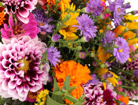 Les Floralies de Gand Samedi 02 Mai 2026