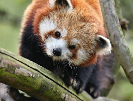 Parc Zoologique : Pairi Daiza à Brugelette