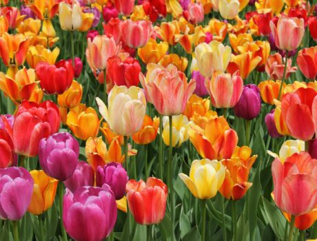 Le merveilleux parc de Keukenhof à Lisse Dimanche 12 Avril 2026