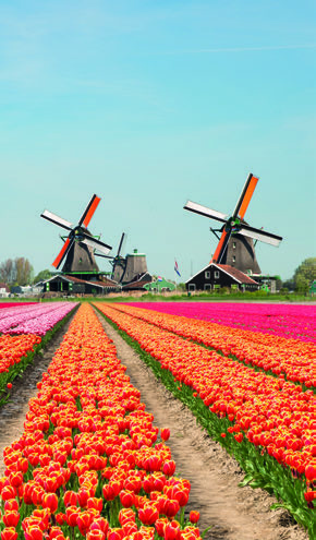 LA HOLLANDE, PAYS DES TULIPES MS VICTOR HUGO – 4 ANCRES