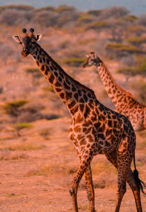 LA TANZANIE