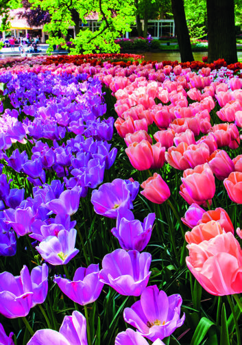 LE MERVEILLEUX PARC DE KEUKENHOF À LISSE – HOLLANDE